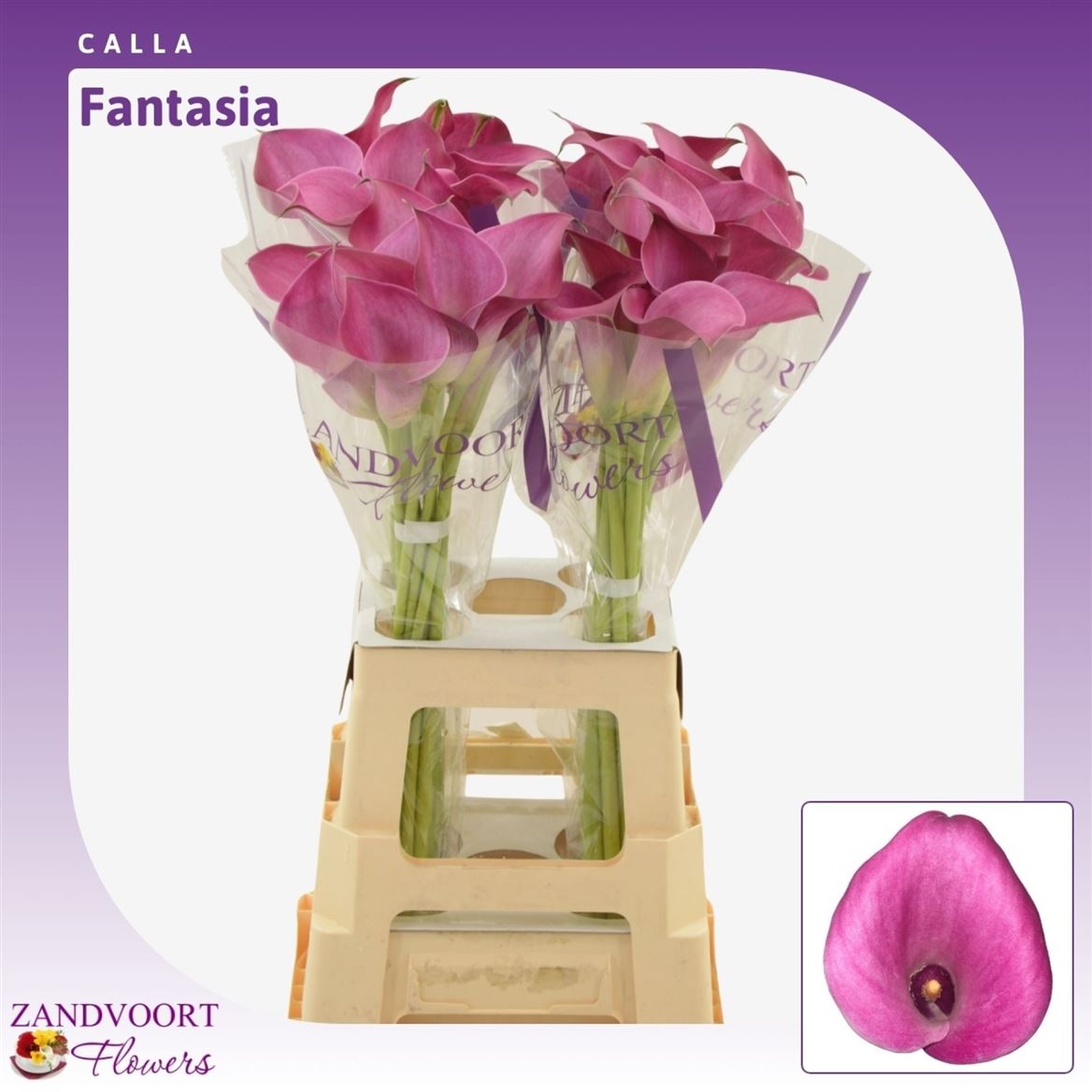Zantedeschia Fantasia 65cm