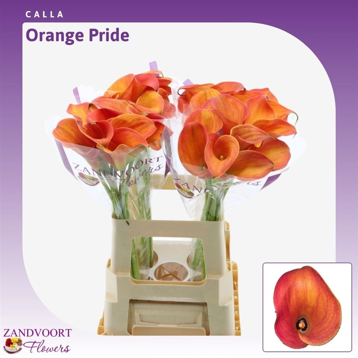 Zantedeschia Orange Pride 65cm