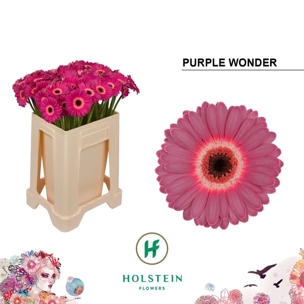 Gerbera Mini Purple Wonder