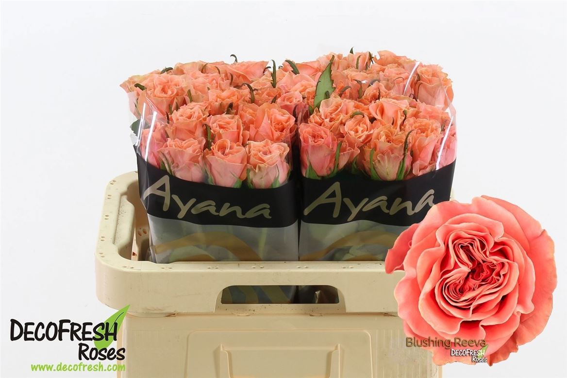 Rosa Blushing Reeva 60cm