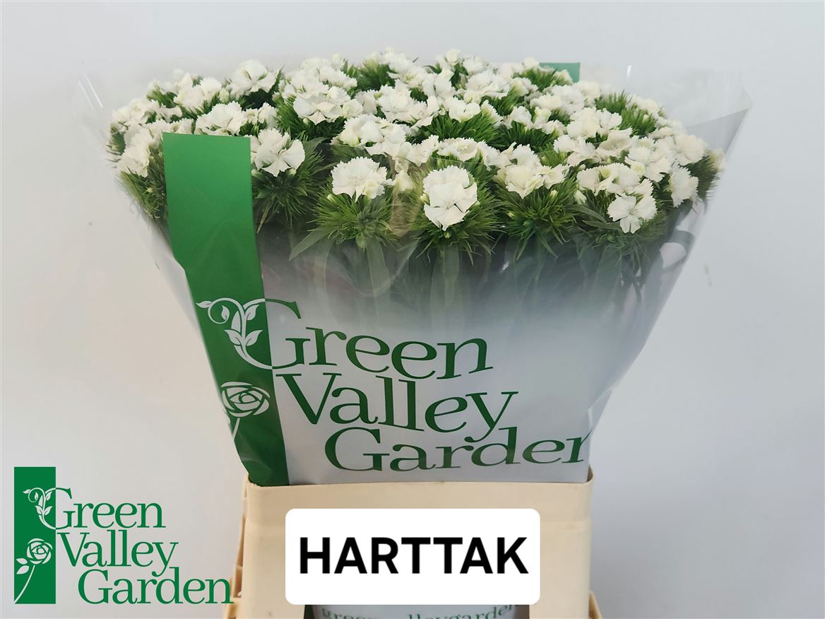 Dianthus Barb Sweet Will White 58cm