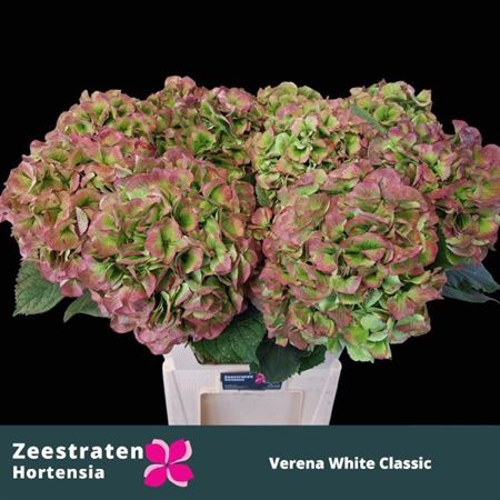 Hydrangea White Verena Classic 80cm 23-25cm Hd