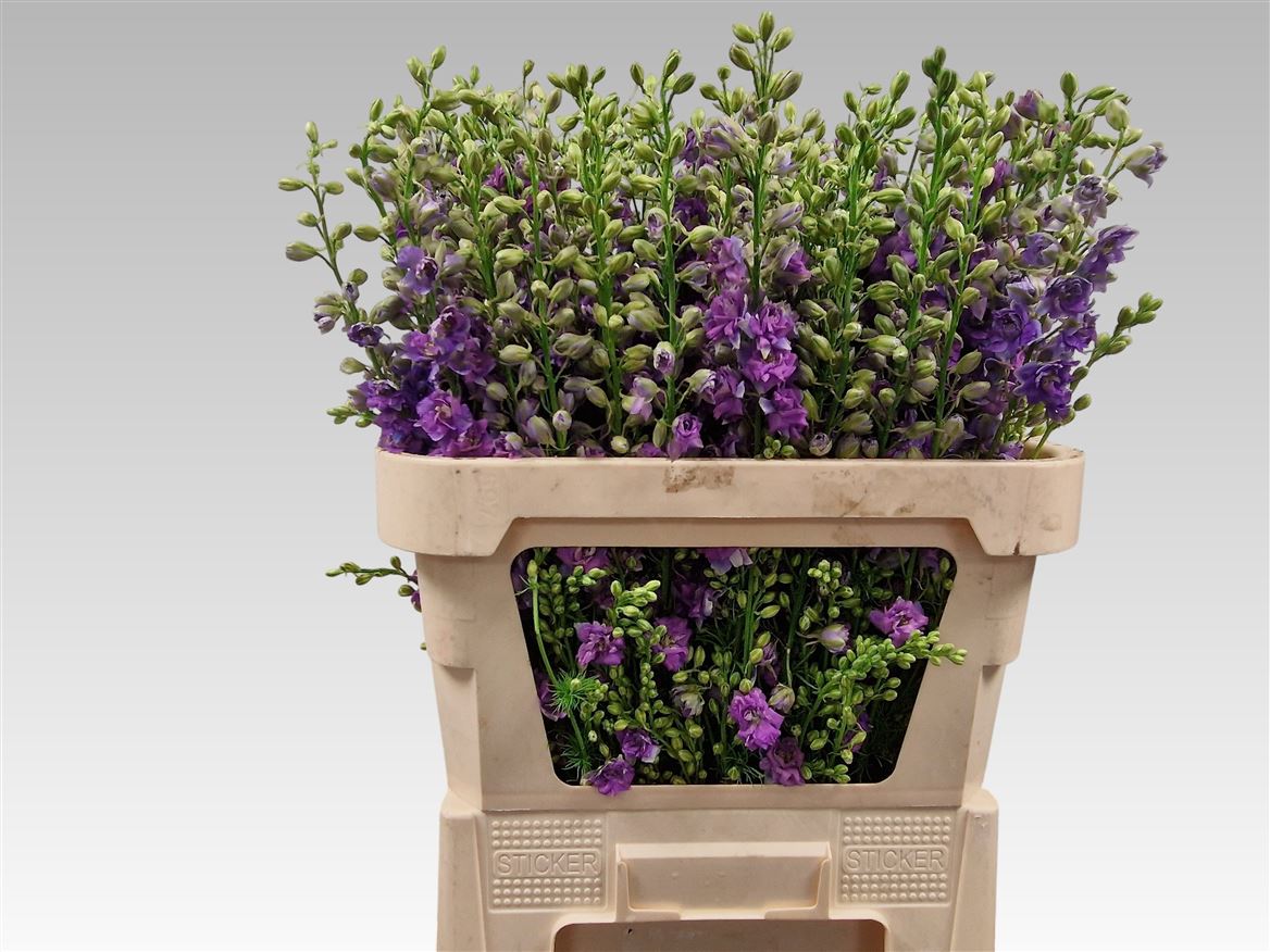 Consolida Regalis Qis Violet Lilac 90cm
