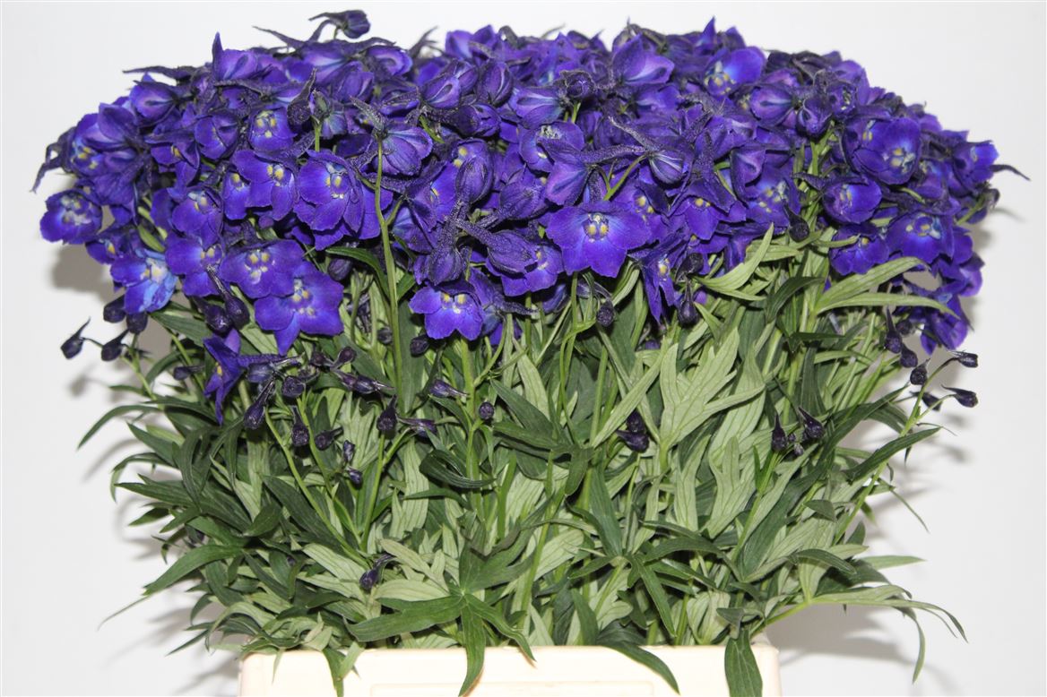 Delphinium Single Atlantis 50cm