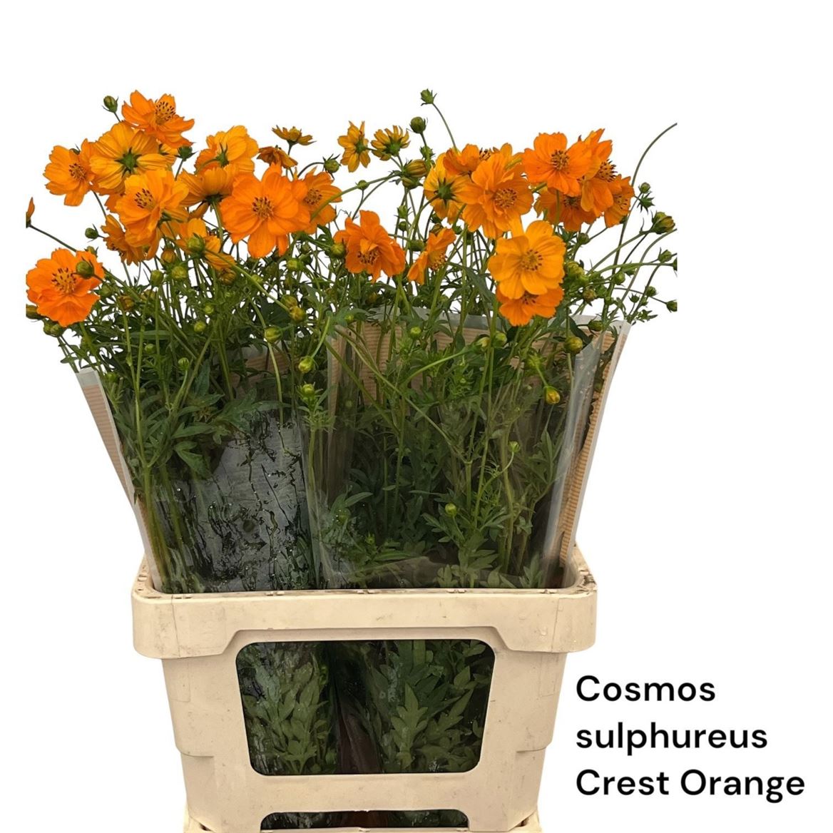 Cosmos Crest Orange 70cm