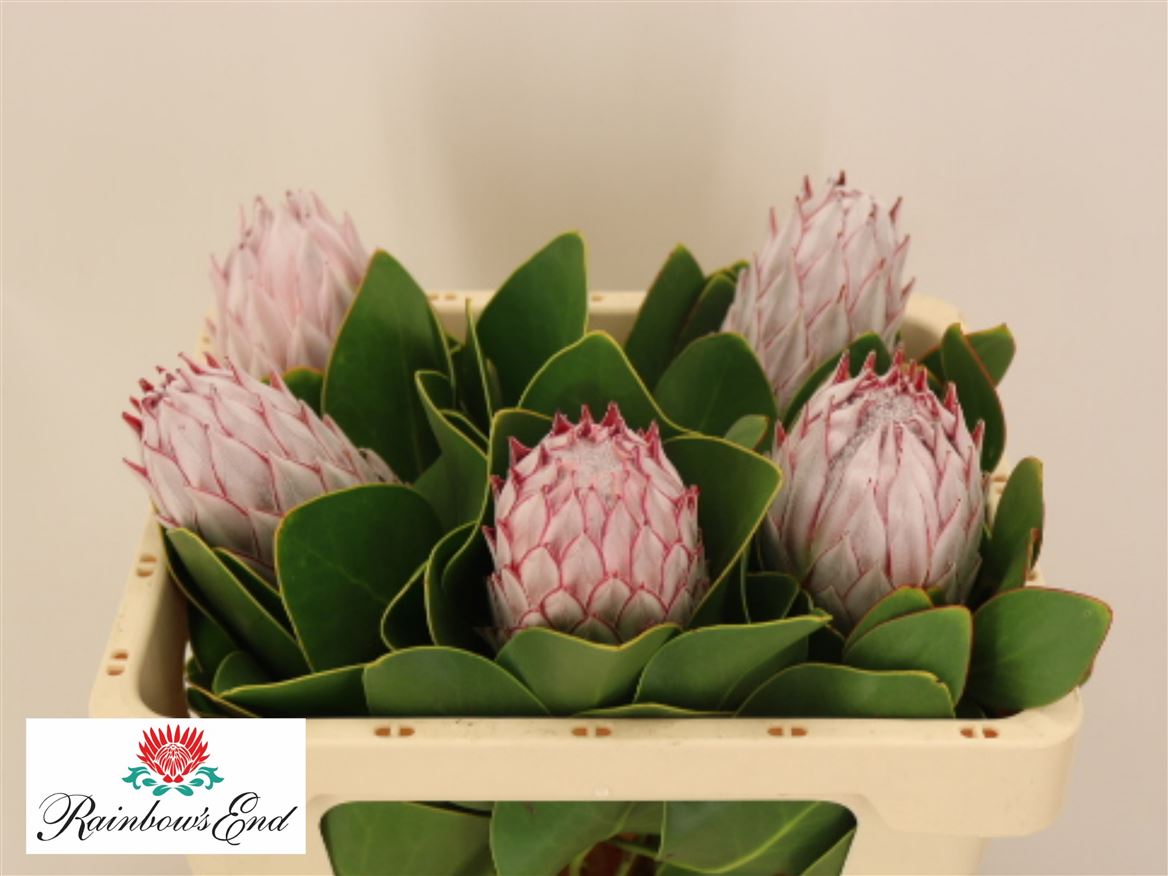 Protea Cynaroides 50cm