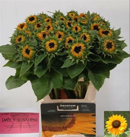 Helianthus Sunrich Provence 80cm
