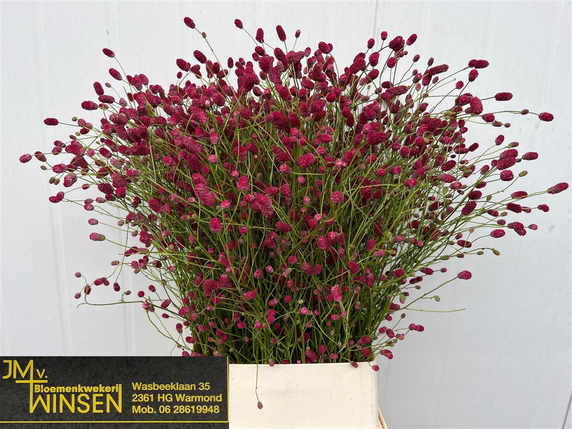 Sanguisorba Officinalis Arnhem 100cm