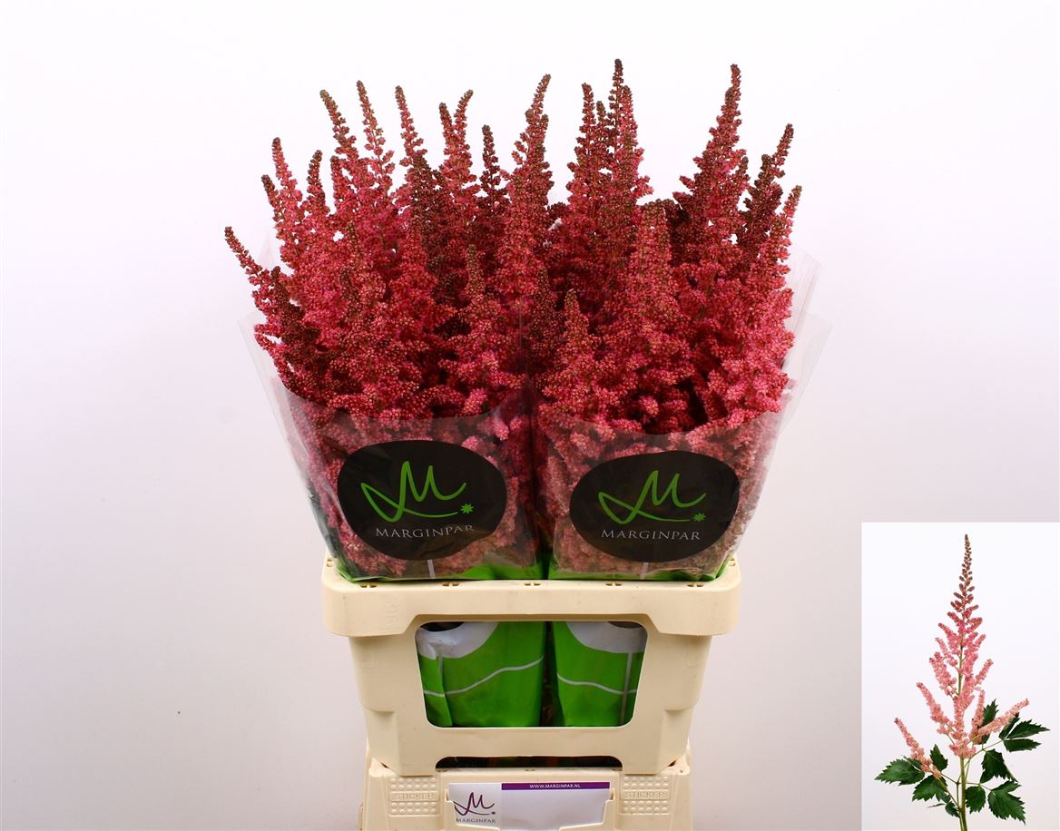 Astilbe Vision Pink 70cm