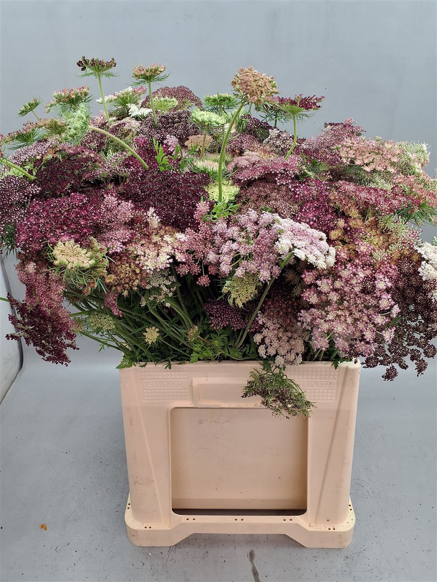 Daucus Carota Dara 60cm