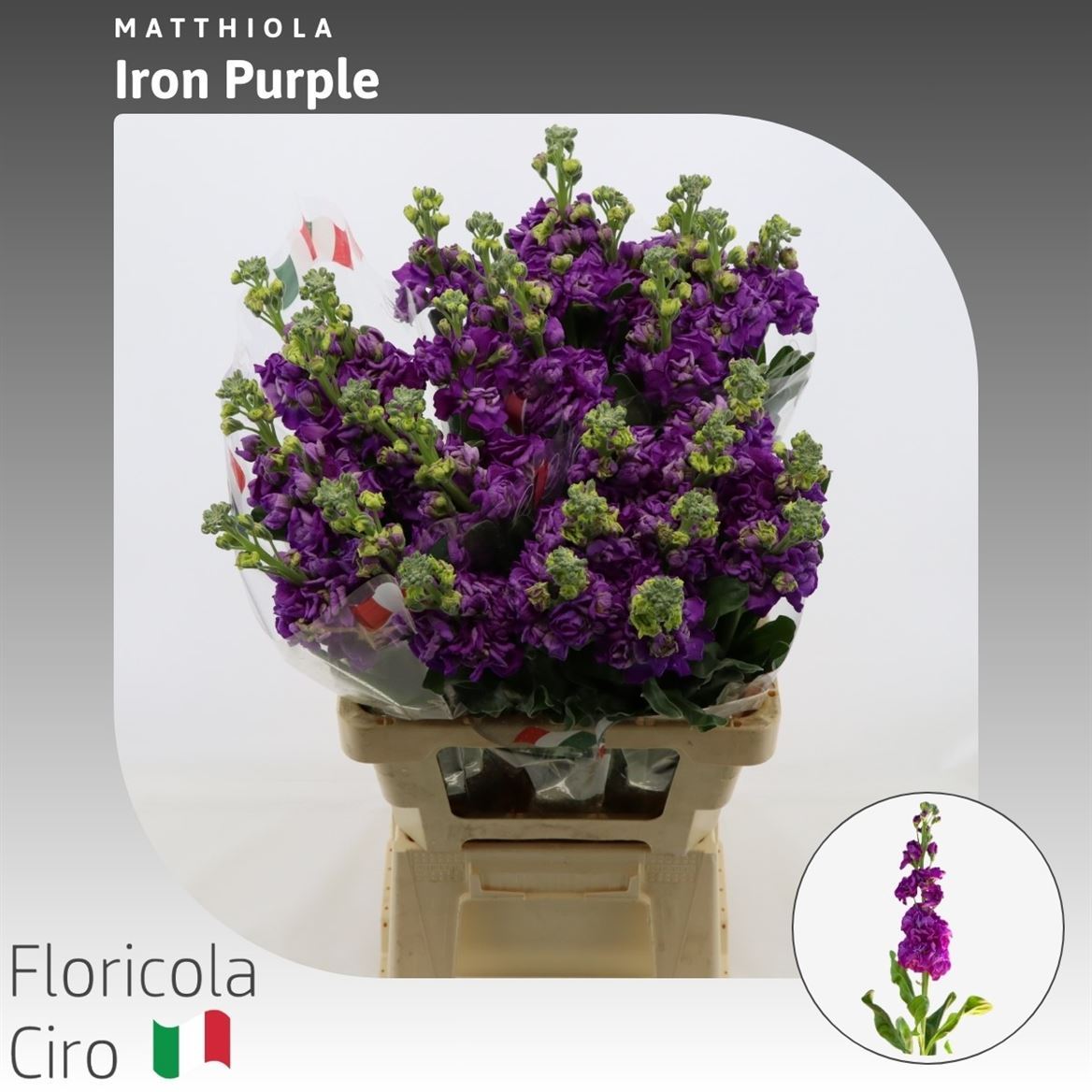 Matthiola Iron Purple 65cm