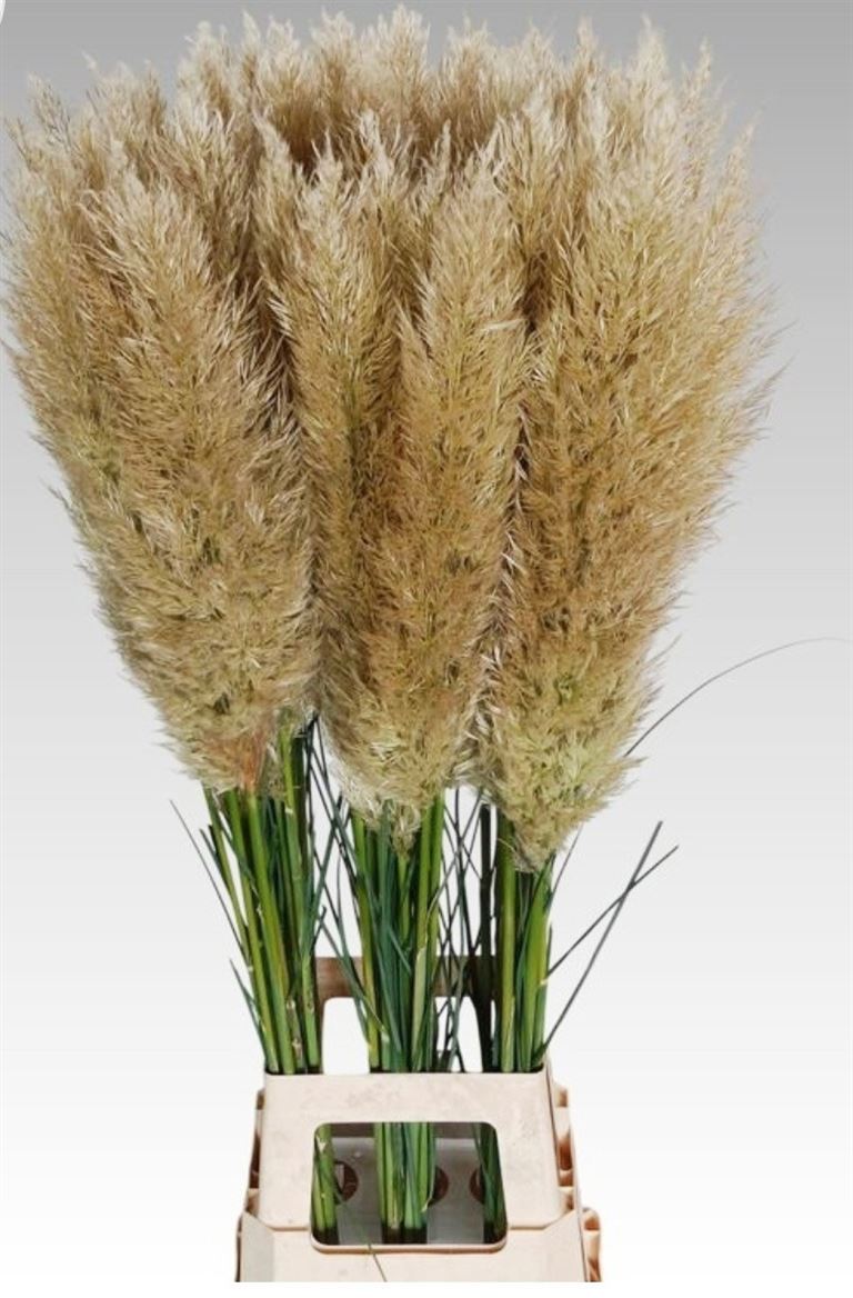 Cortaderia Evita 110cm