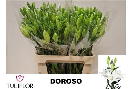Lilium La Doroso 90cm 5/7bl