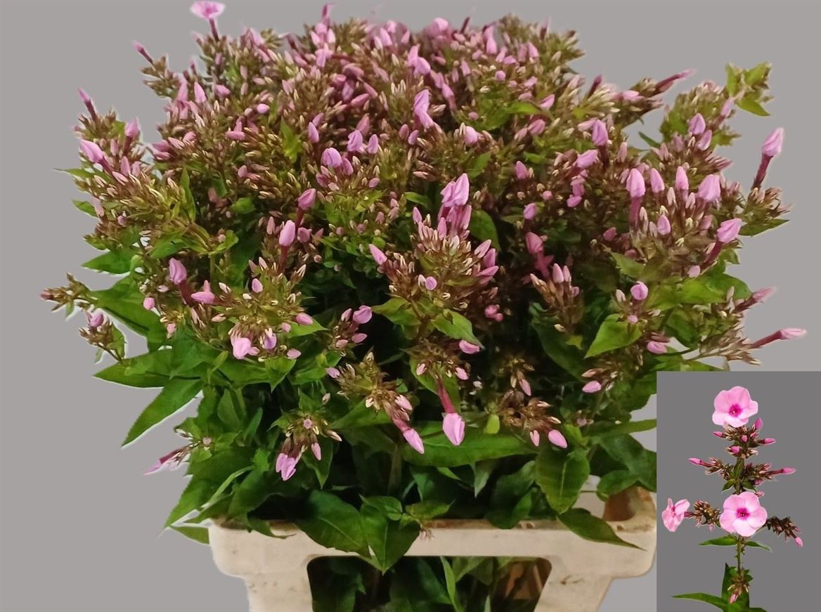 Phlox Miss Anna's Eyes 70cm