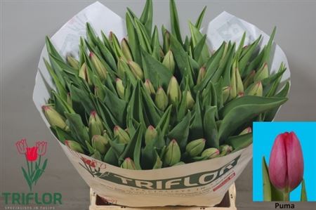 Tulip Single Puma 40cm 55gr.
