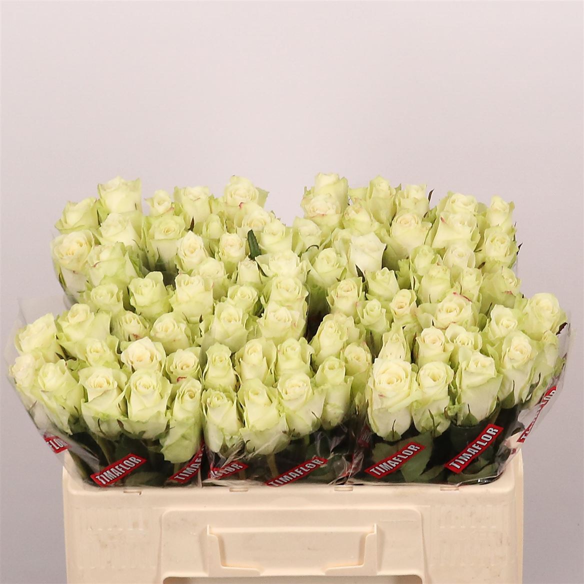 Rosa Athena 50cm