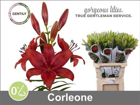 Lily La Corleone 90cm 5+