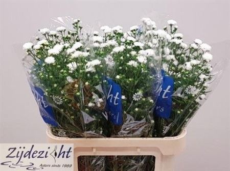 Aster Cassy 80cm 35gr.