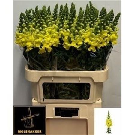 Antirrhinum Opus Yellow 75cm