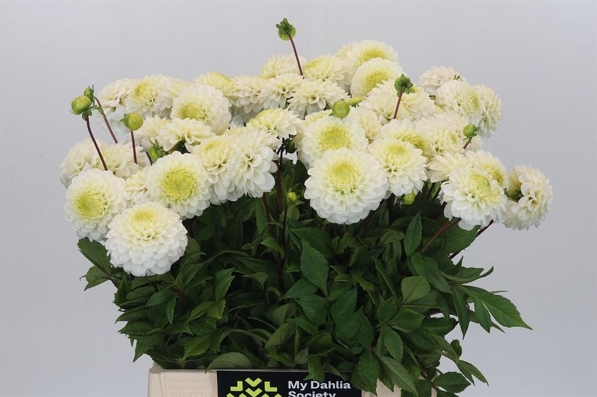 Dahlia Caro 45cm