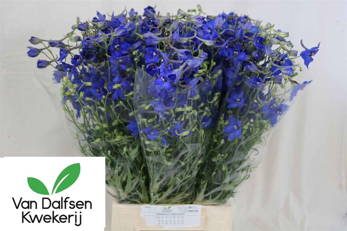 Delphinium Single Volkerfrieden 60cm