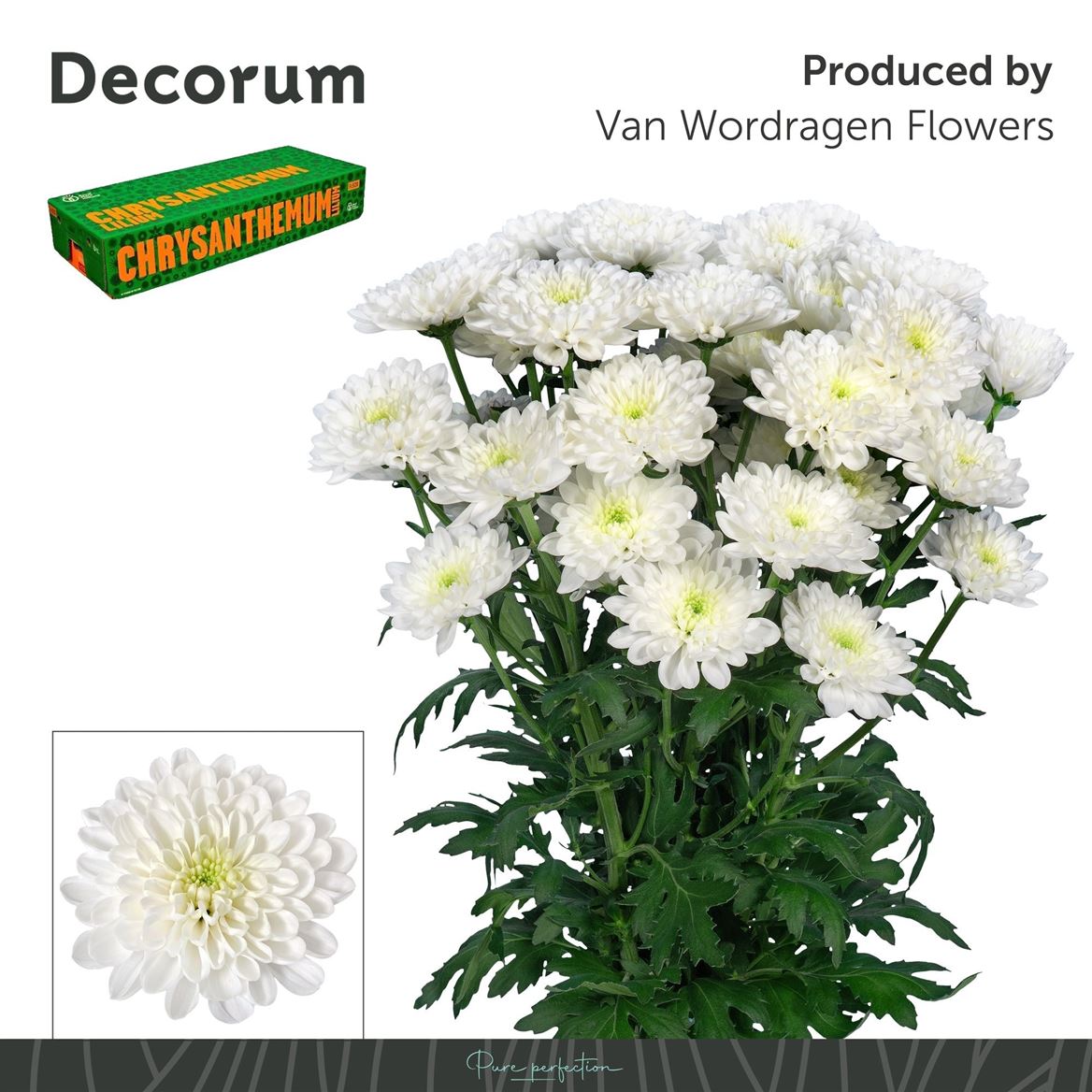 Chrysanth Spray Altaj 70cm 70gr.