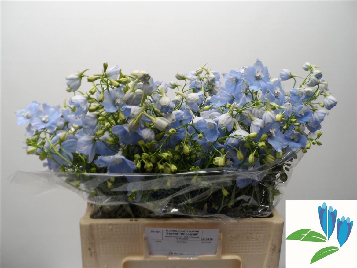Delphinium Single Ballkleid 60cm