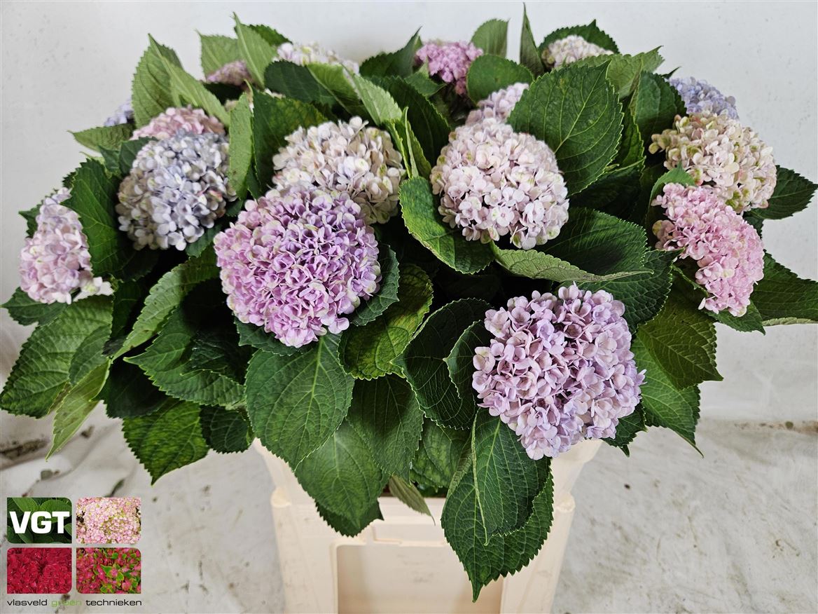 Hydrangea Revolution 80cm 11Ø