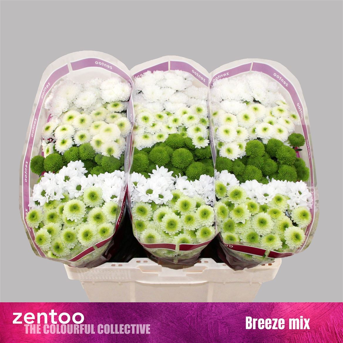 Chrysanth Santini Mix 55cm 48gr.
