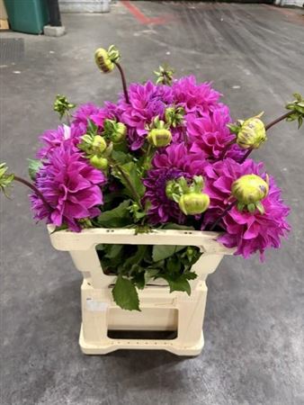 Dahlia Elisabeth