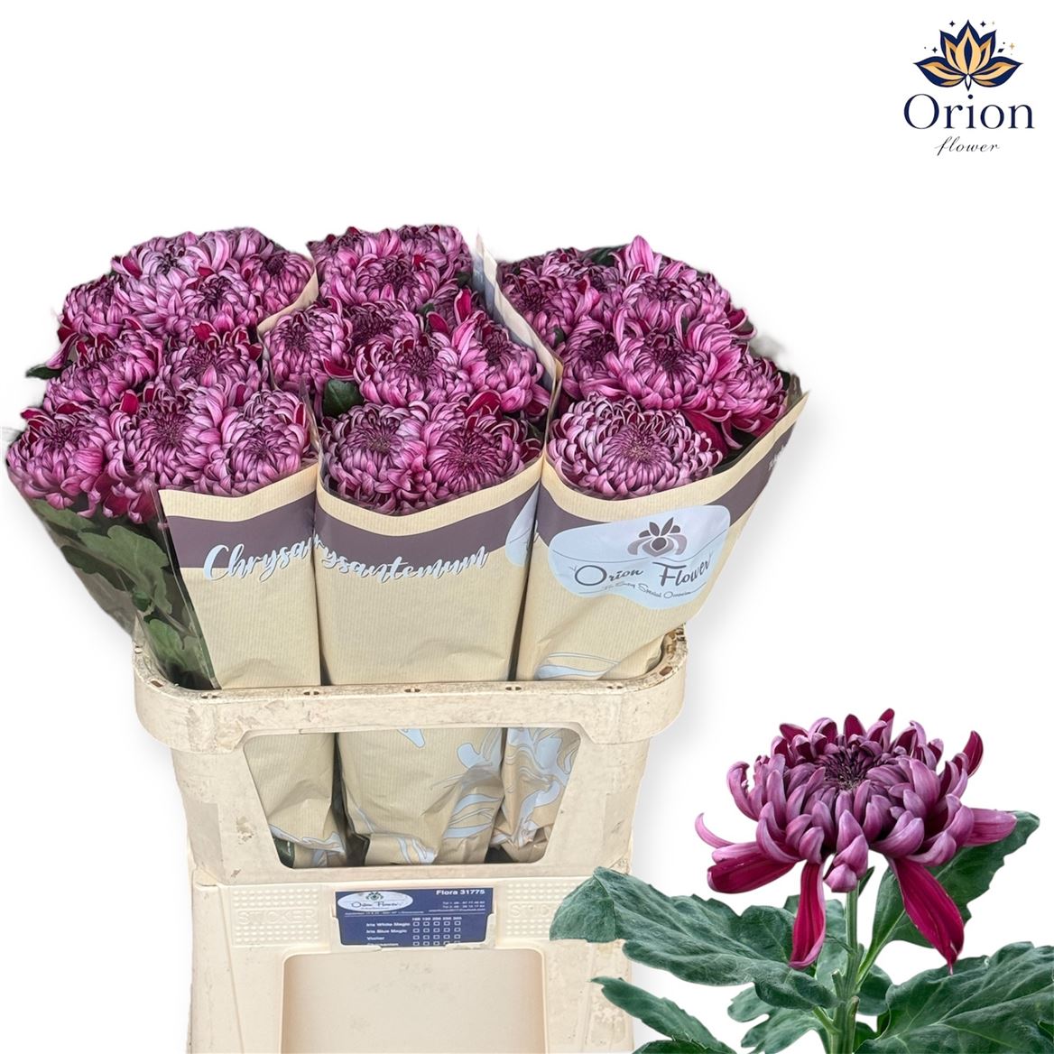 Chrysanth Single Gilbert Leagh Purple 80cm 125gr.