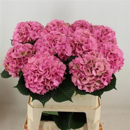Hydrangea Royal Palace Classic 80cm 19-21cm Hd