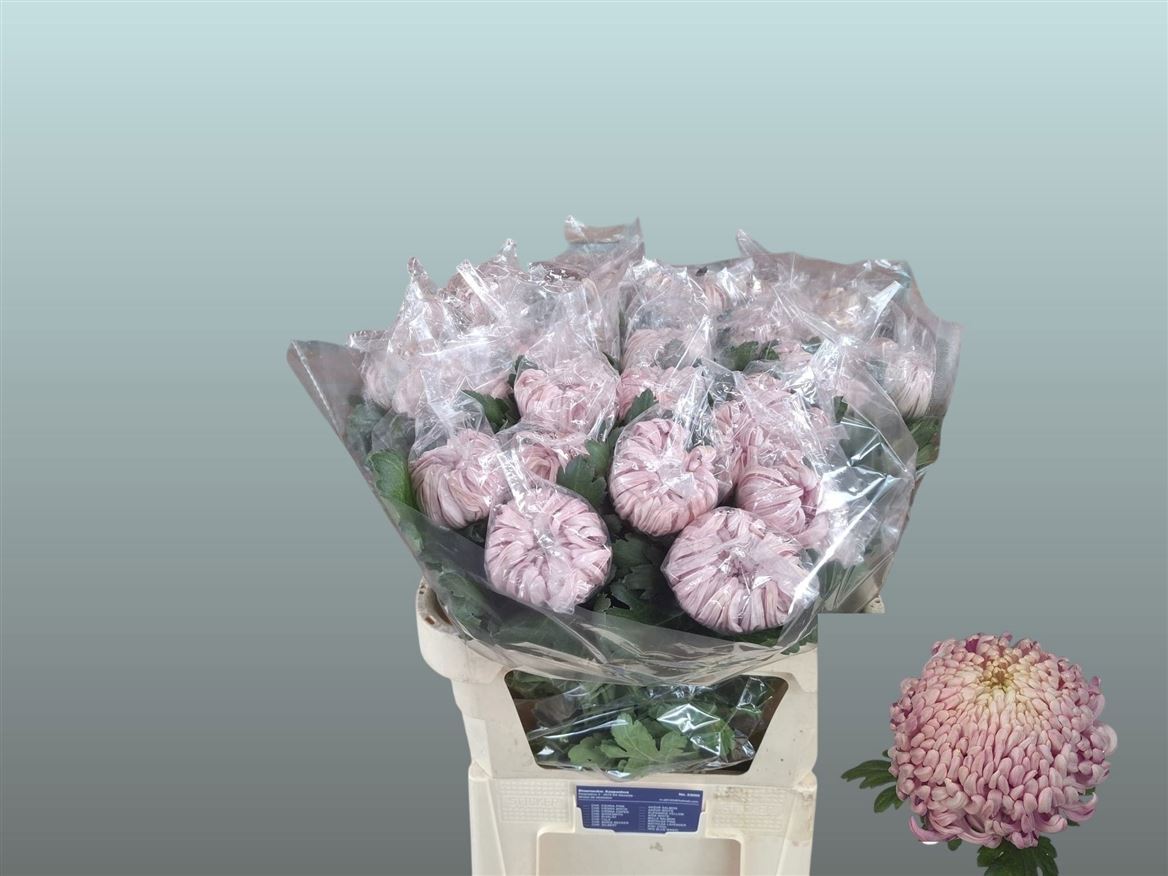 Chrysanth Single Vienna Pink 80cm 110gr.