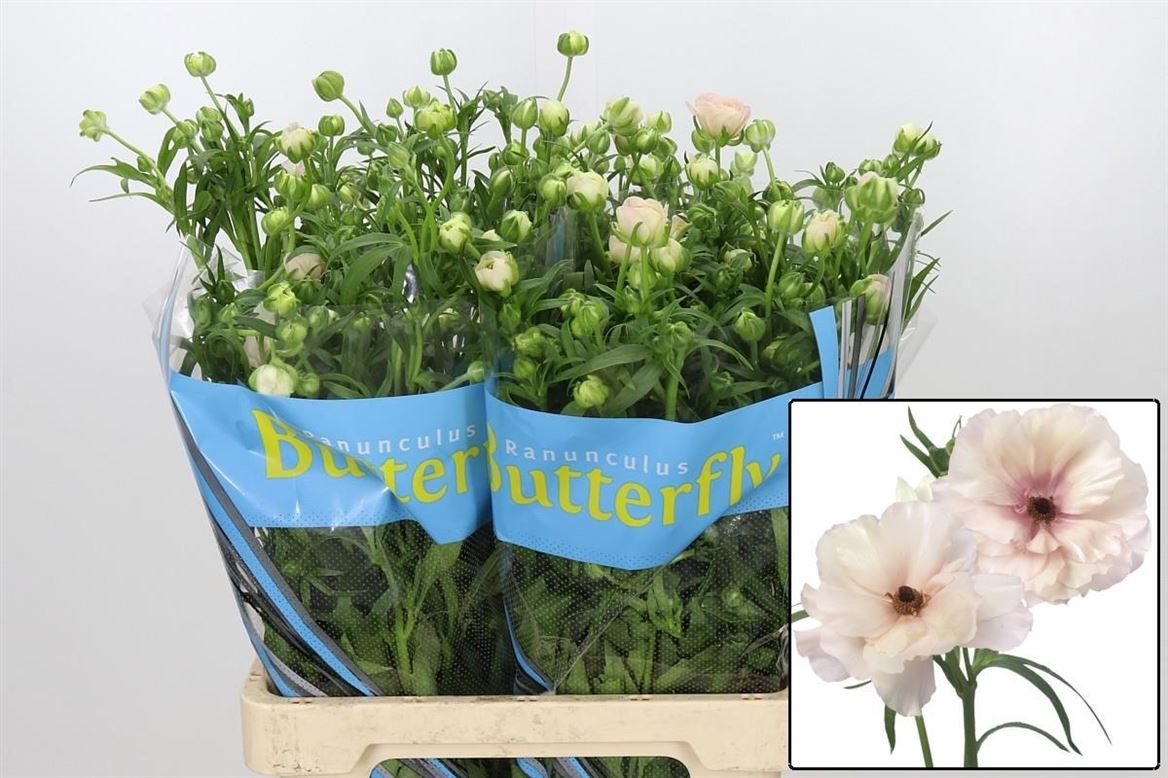 Ranunculus Butterfly Ariadne 70cm 40gr.