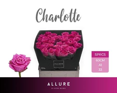 Rosa Tantau’s Charlotte 60cm