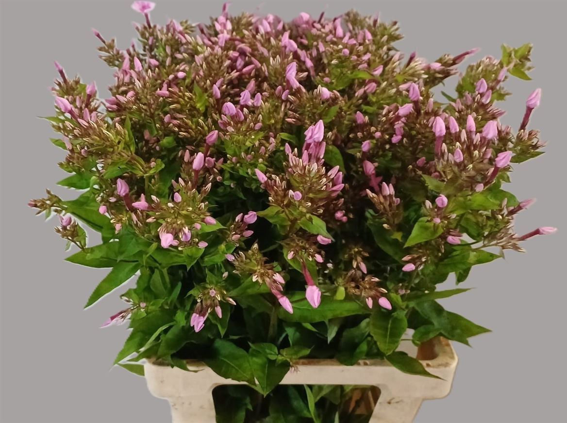 Phlox Miss Anna's Eyes 70cm