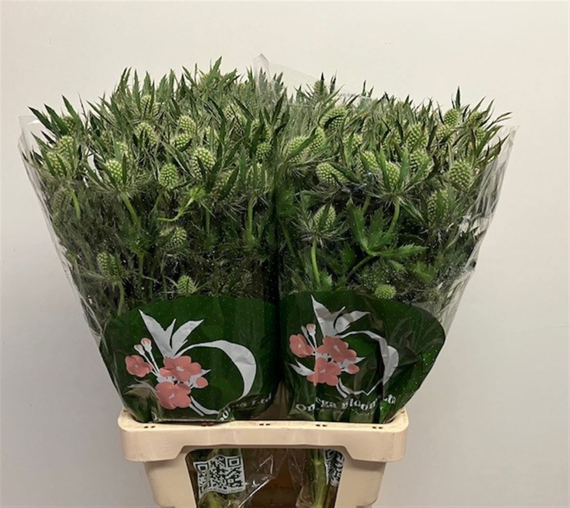 Eryngium Magical White Lagoon 70cm