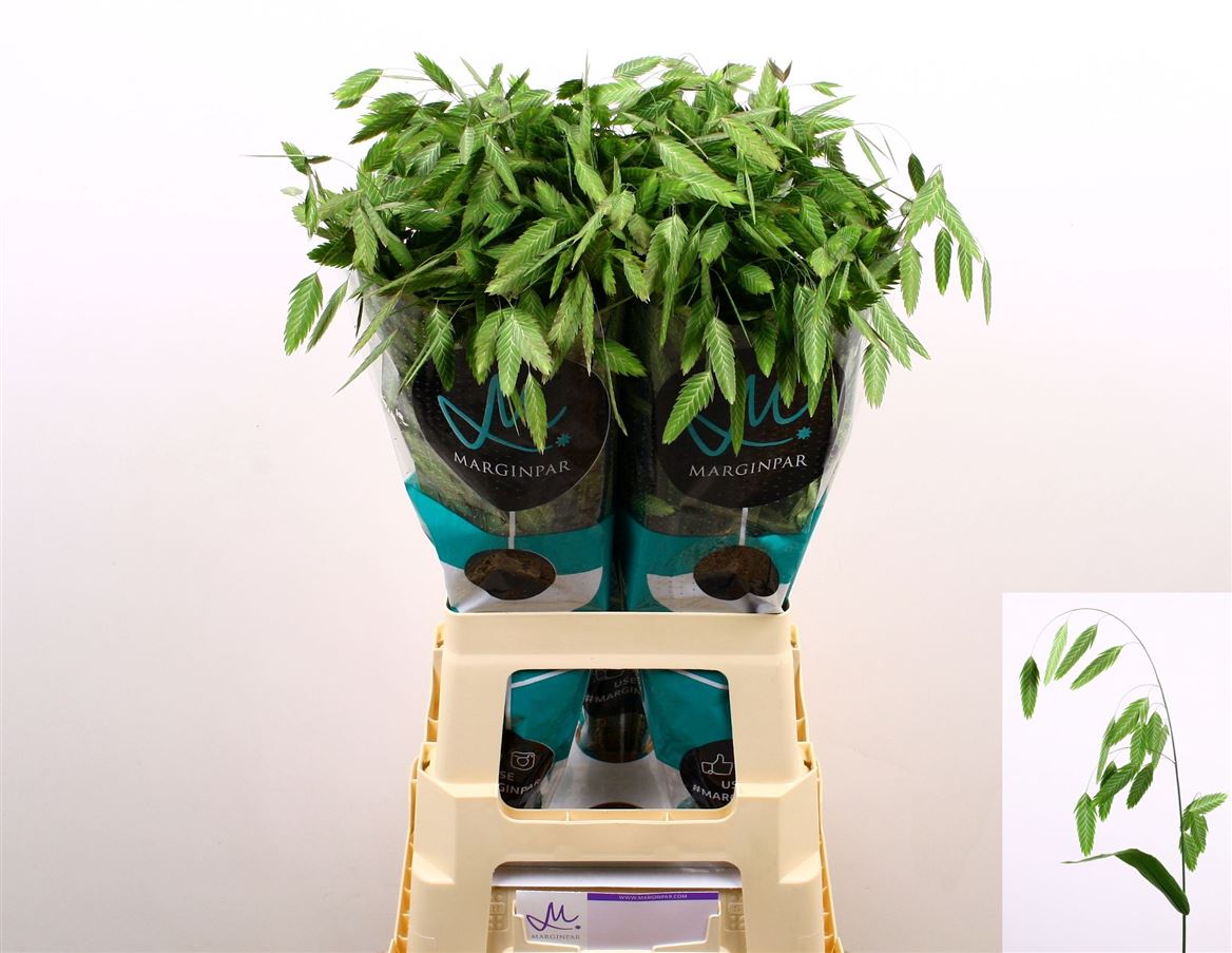 Chasmanthium Latifolium Mantis 70cm