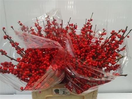 Ilex Verticillata 60cm