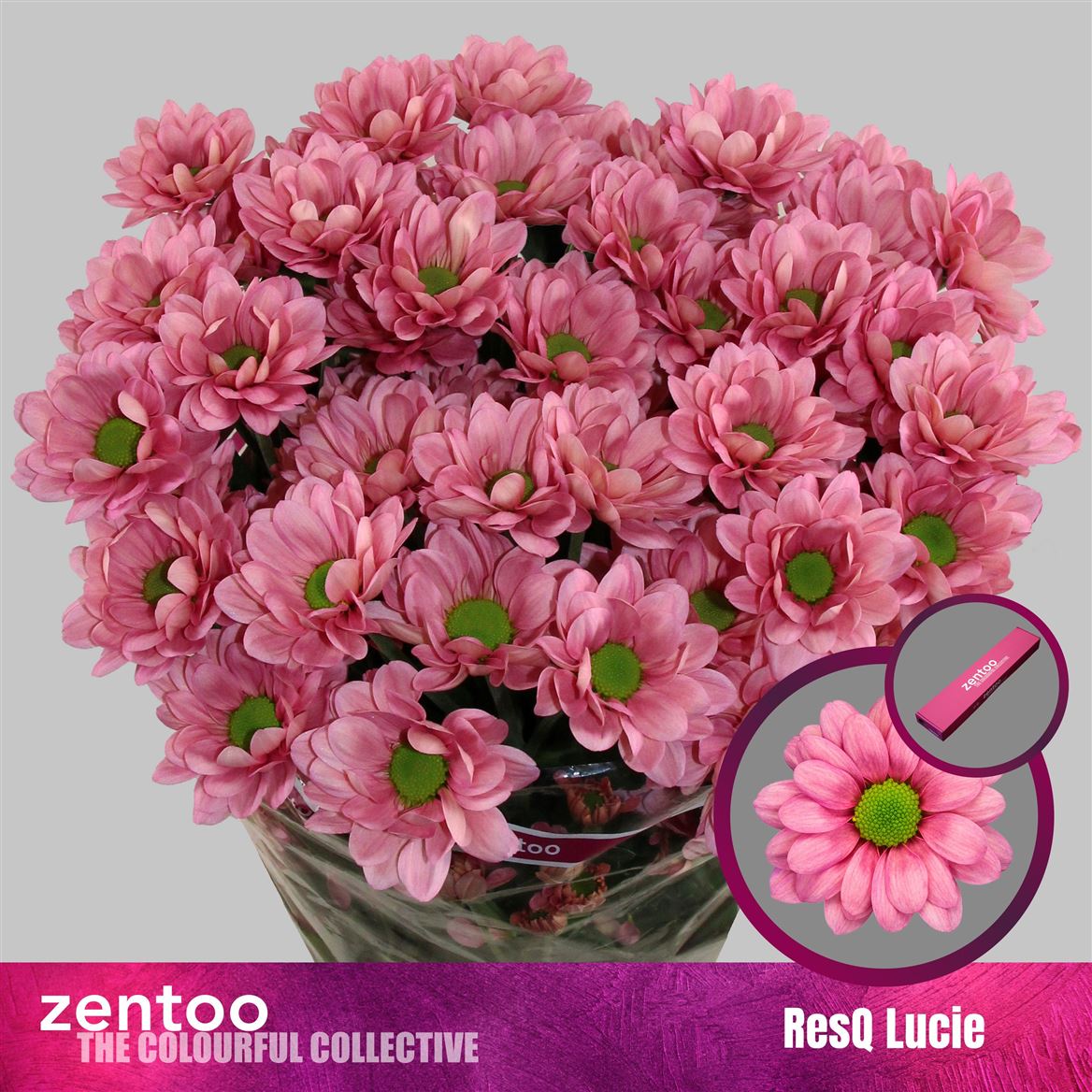 Chrys Spray Resq Lucie 100gram