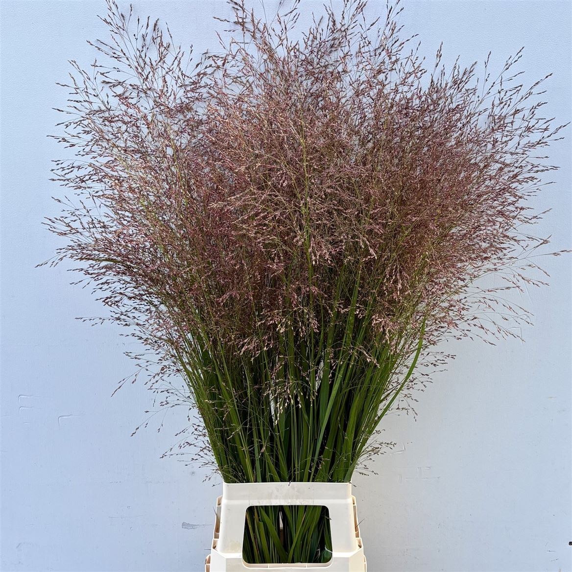 Panicum Warrior 100cm