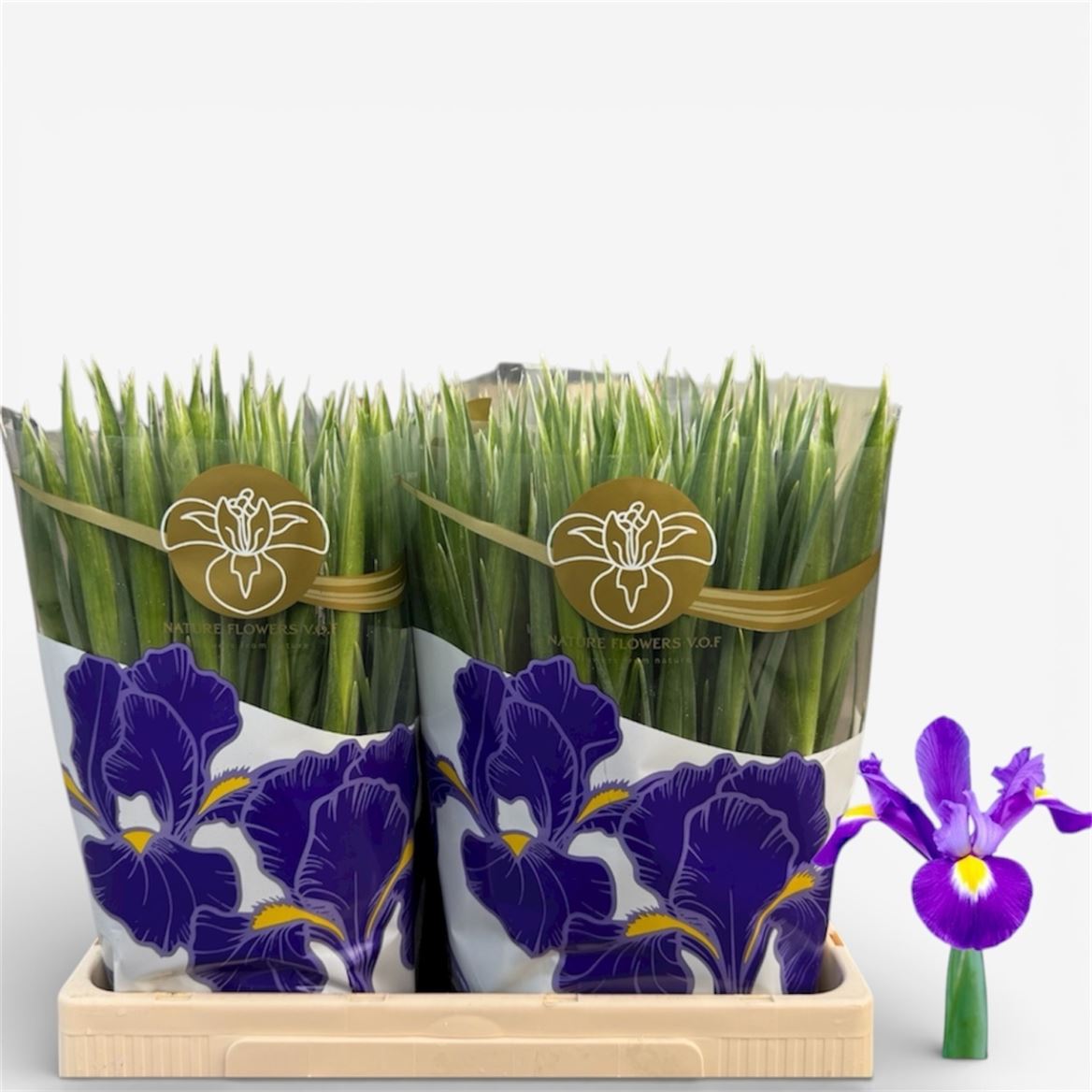 Iris Blue Magic 56cm 32gr.