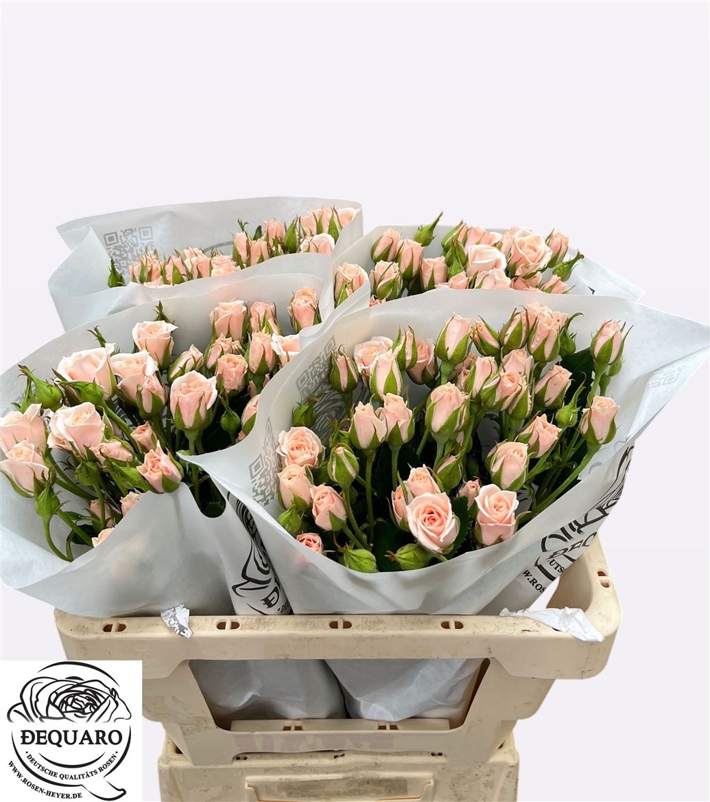 Rosa Spray Pink Majolika 50cm 3+