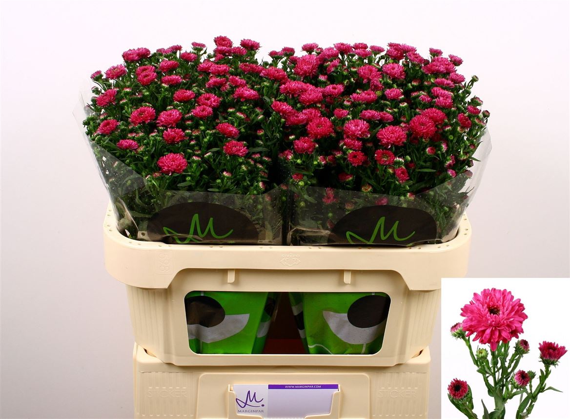 Aster Flash 70cm 20gr.