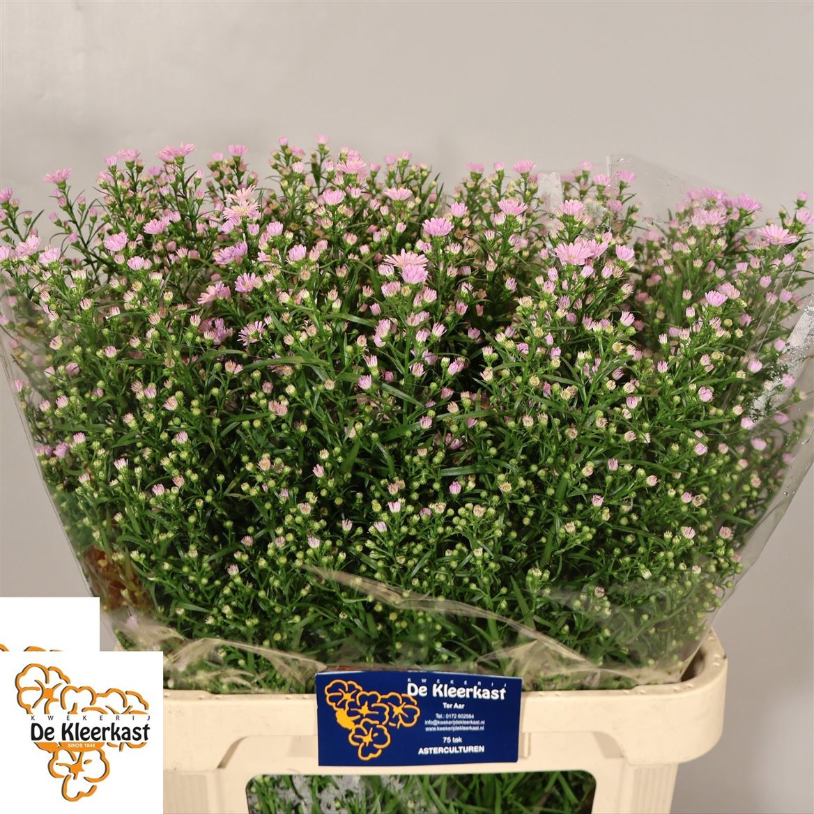 Aster Claudia 85cm 40gr.