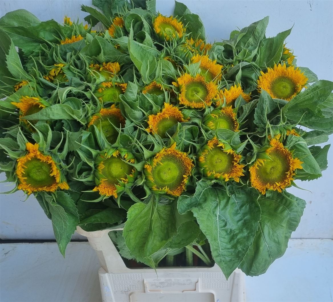 Helianthus Solano Double 85cm