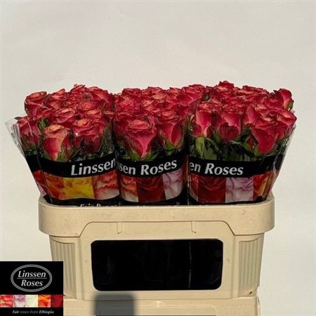 Rosa Mai Tai 70cm