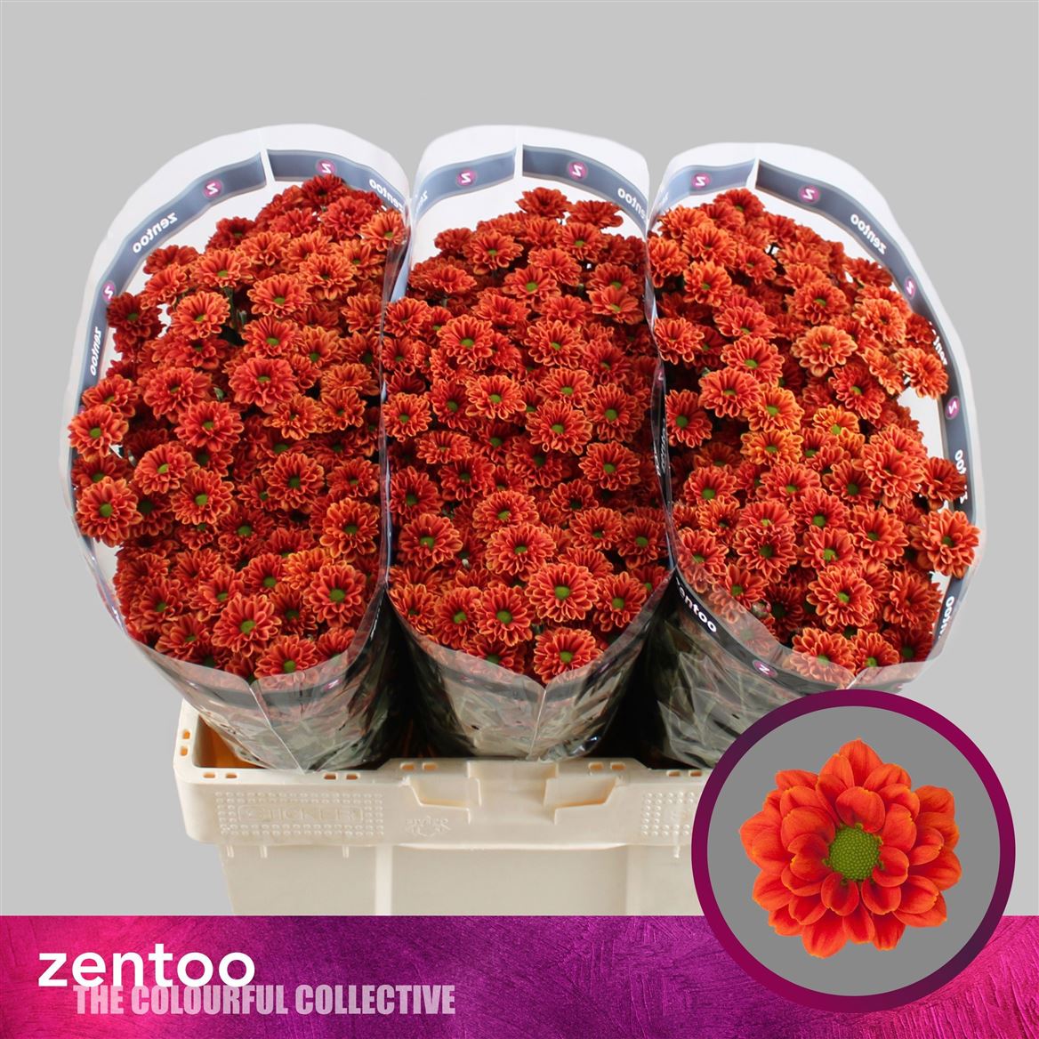 Chrysanth Santini Melissa 55cm 44gr.