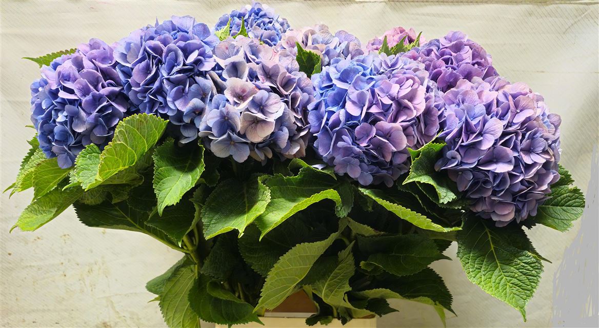 Hydrangea Bodensee Blue 100cm 18Ø