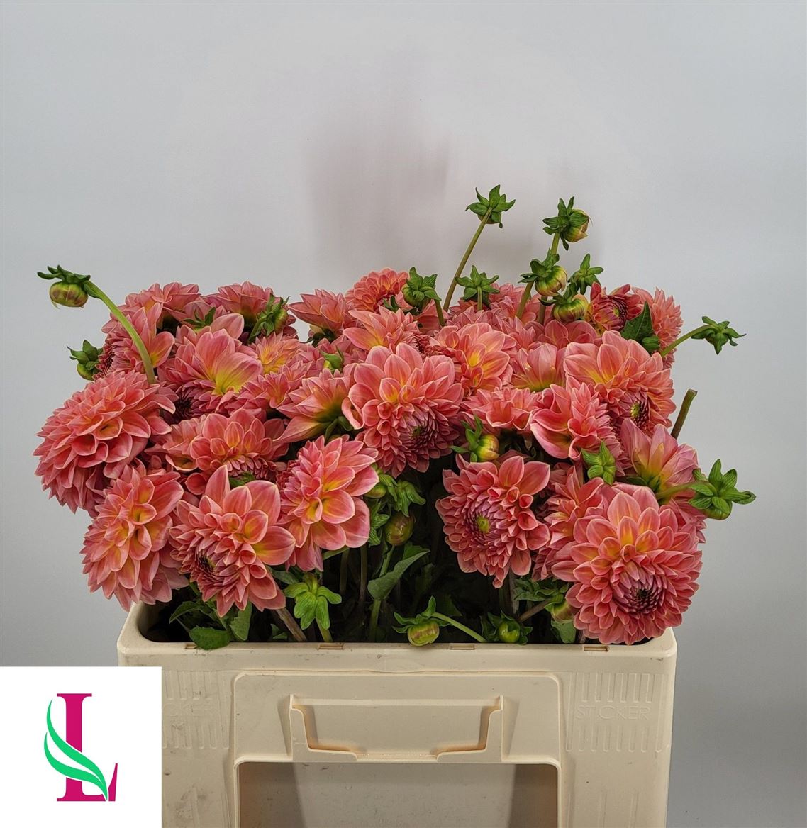 Dahlia Hillcrest Suffusion 50cm